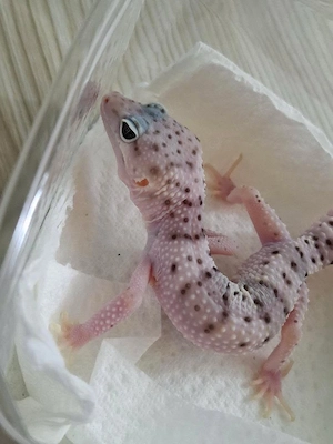 Leopardgecko Männchen 