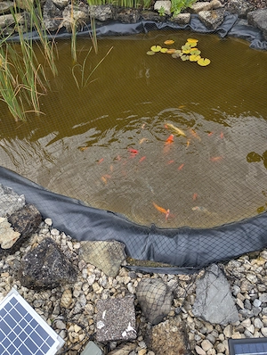 Goldfische abzugeben!