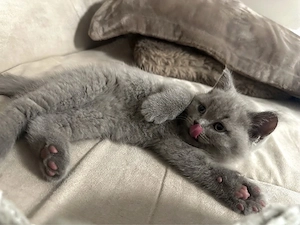 BKH Kitten 