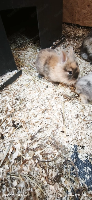 Hasenbabys