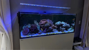 Verkaufe Red Sea Reefer 525 G2 Komplett-Set   voll bestückt mit Korallen & Fischen!