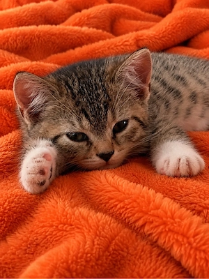 Kitten BKH-Mix getigert Tabby LIEFERUNG Männchen und Weibchen Lieferung  möglich! 