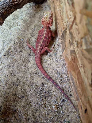 Farb-Bartagamen Jungtiere ( pogona vitticeps) NZ 05 2026  Red Hypo blue Tiger