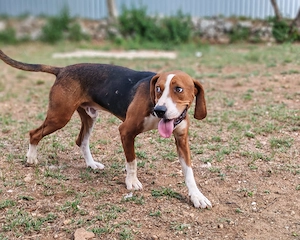 2J Jagdhund Mix 20kg 50cm aus Kroatien bundesweit ausreisebereit nach Adoption