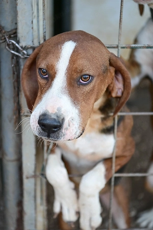 2J Jagdhund Mix 20kg 50cm aus Kroatien bundesweit ausreisebereit nach Adoption