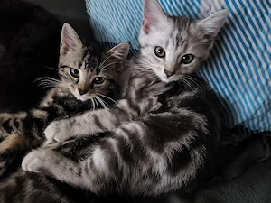 bkh babys bereit fur neues zu Hause 