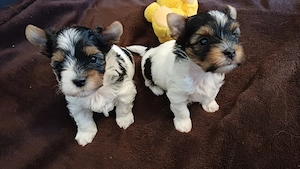 Bieweryorkshireterrier Rüden