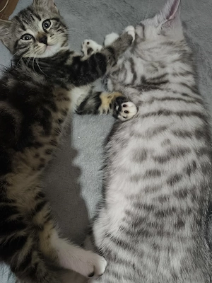 bkh babys bereit fur neues zu Hause 