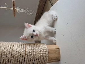 BKH Kitten