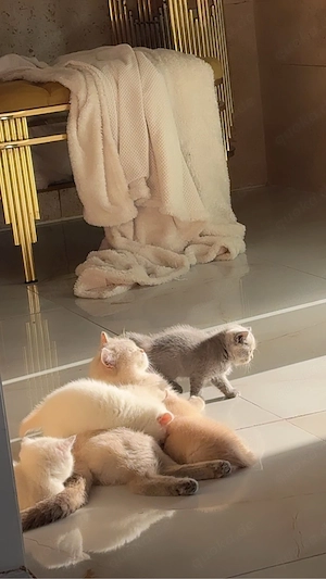 Süße BKH Point kitten Vb