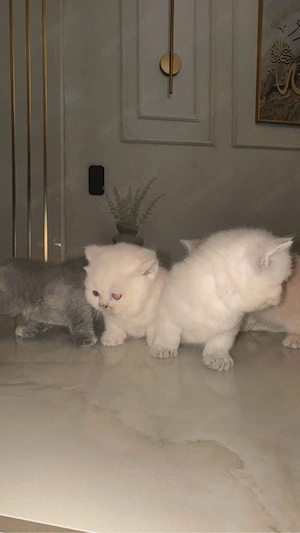 Süße BKH Point kitten Vb
