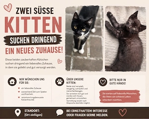 Neues Zuhause gesucht für 2 Katzen