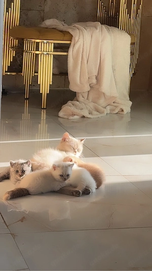 Süße BKH Point kitten Vb