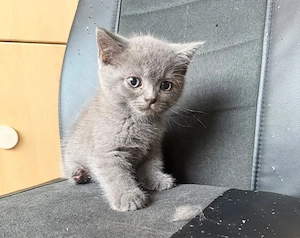 BKH Kitten 