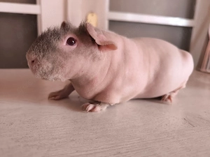 Skinny Pig Meerschweinchen Mädchen