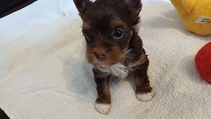 Schoko Yorkshireterrier  Rüde