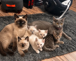 13 Wochen Alte BKH Kitten