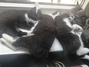 Süße schwarz weisse Babys suchen neues zu Hause 