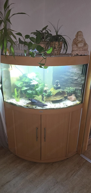 Aquarium mit Besatz ( axolotl) und weiterem Zubehör zu verkaufen 