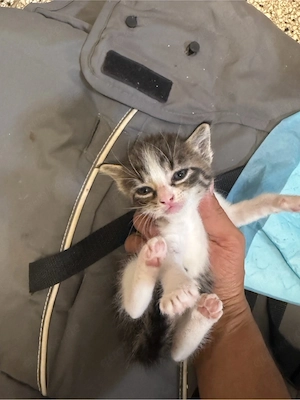 bombay katzen 4 stück