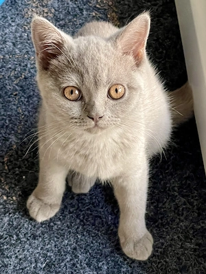 Bkh Kater Fawn seltene Farbe Britisch Kurzhaar Kitten 
