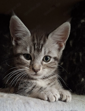 Britisch Kurzhaar Maine Coon Mix Kitten sitzen auf gepackten Koffern, sie warten auf Ihre Familie