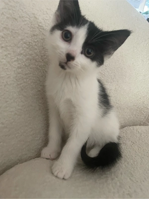 Schwarz Weiße Babykatze Kätzchen sucht liebes Zuhause 