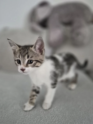 Kätzchen Babykatze Katzenbaby Katze Kitten BKH-Mix