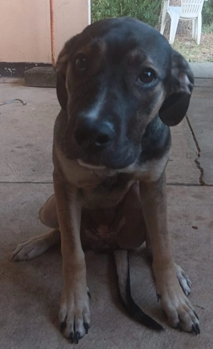 diese 2 Canecorso welpen suchen noch ein zuhause 