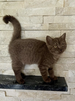 BKH Schoko Kätzchen Mädchen Britisch Kurzhaar Kitten Katze 
