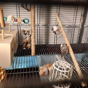 Zebrafinken und jap.mövchen 