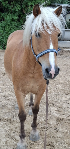 Haflinger Mix sucht neues Zuhause 