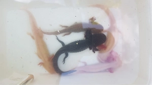  Axolotl ,bunte Gruppe . 