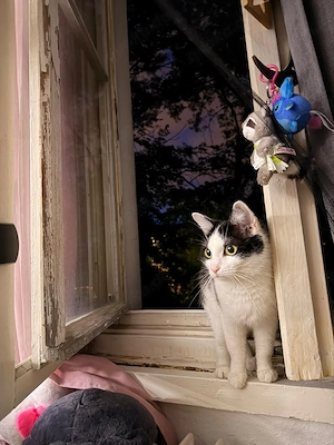 Zelda sucht ein neues zu Hause 
