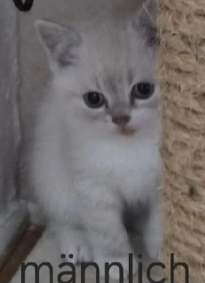 Süße BKH Kitten abzugeben 