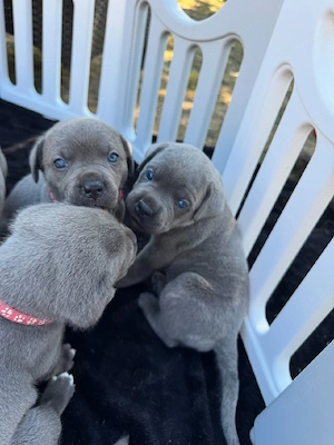 Cane Corso zur Adoption. 4917668441254