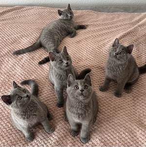 Britisch Kurzhaar Kitten ab sofort abzugeben 