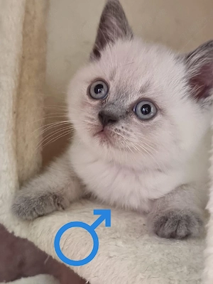 BKH Kitten 