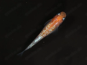 Medaka Aurora Yellow Lame Bright Body - Teich Aquarium Miniteich