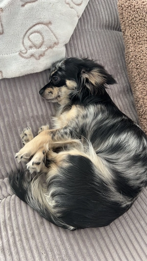 chihuahua dackel blue merle 
