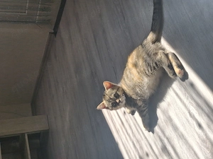 Hauskatze mischling