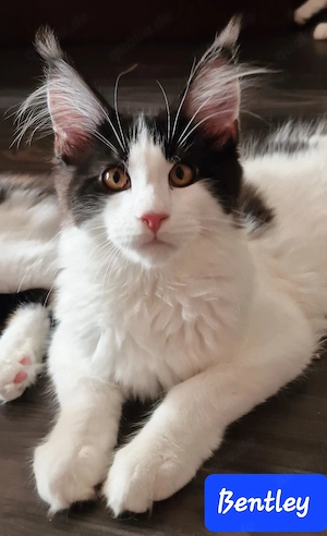 Maine Coon Kitten mit Stammbaum 