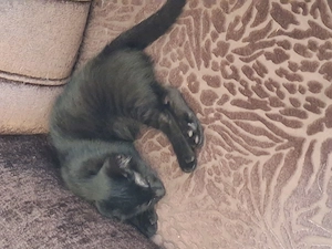 Mutter und 6 Baby Katzen 