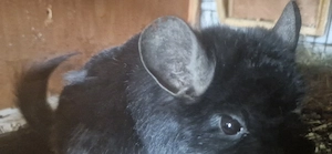 Reinrassiger Angora chinbock