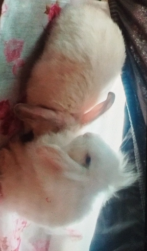 2 Häschen suchen