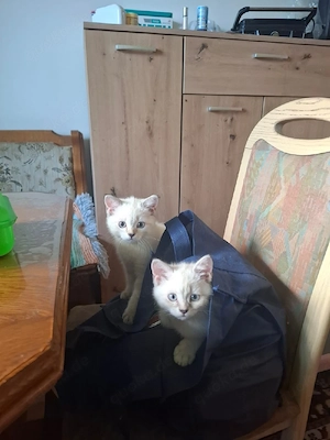 kittenbabys