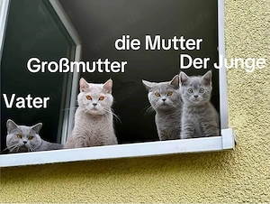 Britisch Kurzhaar-Kater , 3 Monate al