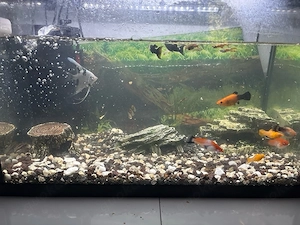 Aquarium vollausstatung 