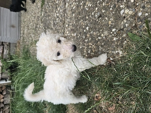 Goldendoodle welpen suchen zu Hause