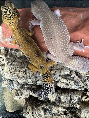 2 Leopardgecko Weibchen 